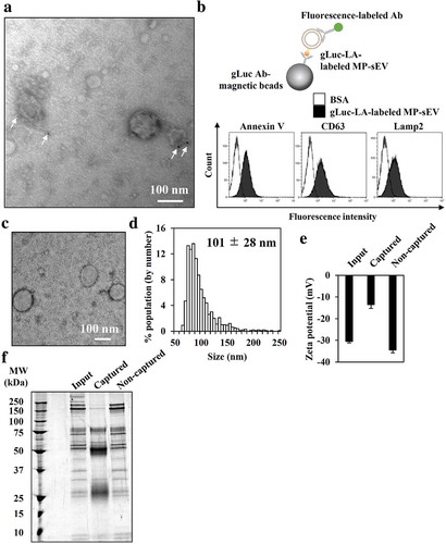 Figure 3. Characterization of gLuc-LA-labelled MP-sEVs (gLuc-LAMP-sEVs). (a) Transmission electron microscopy (TEM) observation of gLuc-LAMP-sEVs stained with protein A-gold nanoparticles (indicated by arrows) after reacting with an anti-gLuc antibody. (b–f) gLuc-LAMP-sEVs in the SEC eluate sample was immunocaptured by gLuc antibody-coated magnetic beads. (b) To confirm the sEV capturing by the beads, the sEVs-beads complexes were subsequently stained with the indicated FITC-annexin V (high affinity to PS), PE-anti-CD63 antibody, or alexa fluor 488-anti-Lamp2 antibody and analysed by flow cytometry. BSA was set as a control sample against the sEV. Then, the sEV was eluted from the beads and psychochemical properties as well as protein composition was identified as follow: (c) sEV morphology by TEM analysis, (d) Size histogram measured by qNano instrument, (e) Zeta potential of sEV, and (f) SDS-PAGE analysis (0.7 µg/lane). The input and non-captured fraction of the immunocapturing was simultaneously analysed for zeta potential and SDS-PAGE.