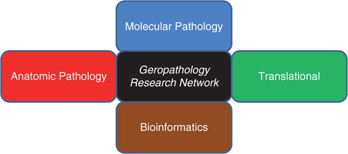 Fig. 2 The Geropathology Research Network carries out its aims and objectives with four working groups: Molecular Pathology, Translational, Anatomic Pathology, and Bioinformatics.