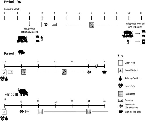 Figure 1. Schematic depicting the study design. In total, 64 female pigs born from 20 sows were subjected to a series of behavioral tests during a period of early development, shortly before sexual maturity, and at sexual maturity [Citation33]. The study was conducted over 3 cohorts, with 2-week intervals between cohorts. During the first week of age, pigs were kept with the sows and housed in individual farrowing pens. At 2 weeks of age, formula-fed pigs were separated from sows and housed in mixed groups of 2 pigs per pen. In addition, 8 pigs were cross-fostered and kept with 3 sows until the end of the milk intervention at 10–11 weeks of age (termed the Sow-Reared (SR) group). After being weaned from maternal milk at 10–11 weeks of age, SR pigs were housed in the same conditions as the formula-fed pigs. At 2 weeks of age, formula-fed pigs were randomly allocated to 1 of 4 milk formulas, enriched with a different oligosaccharide mixture, up to 11 weeks postnatal. After weaning at 10–11 weeks of age, formula-fed and SR pigs were fed a high-energy, obesogenic diet. Generally, the sample size was n = 12 pigs for each group, with n = 8 in the SR group. Pigs were tested on a variety of behavioral tasks designed to assess anxiety, motivation, appetite, learning, and memory.