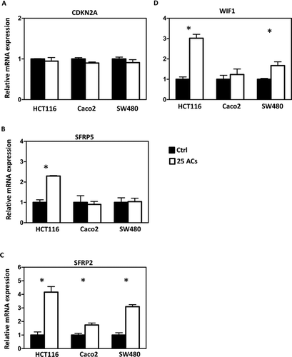 FIG. 4 Effects of anthocyanins (ACs) on mRNA expression of tumor suppressor genes. ACs do not alter the mRNA expression of CDKN2A in HCT116, Caco2, and SW480 cells (A). ACs increase the mRNA expression of SFRP5 in HCT116 cells (B) and of SFRP2 in all 3 cell lines (C). ACs increase WIF1 mRNA expression in HCT116 and SW480 cells (D). * P < 0.05.