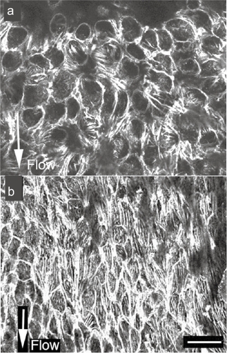 Figure 3 Stress fibers in in situ endothelial cells in a low blood flow area (a) and a high blood flow area (b). In the low blood flow area, cell shape is circular and the expression of stress fibers is low (a). In the direction of high blood flow, the endothelial cells are elongated and the expression of stress fibers is increased along the direction of the blood flow (b).