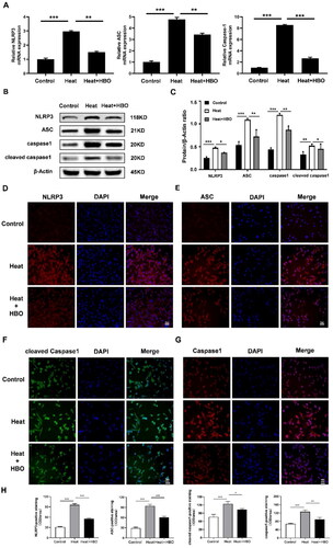 Figure 6. HBO prevented heat stress-induced pyroptosis of BV2 cells. (A) Relative mRNA expression of pyroptosis-related genes in different groups was detected by RT-qPCR. (B, C) Western blotting and statistical comparison of pyroptosis-related protein in different groups. (D–H) Immunofluorescence assays were conducted to explore the expression of pyroptosis-related protein in BV cells. Scale bar: 50 µm. Data are shown as mean ± SEM. *p < 0.05, **p < 0.01, ***p < 0.001, n = 3, each with three parallel wells. HBO: hyperbaric oxygen.