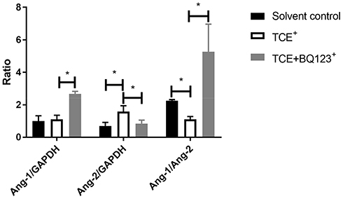 Figure 19 The gene levels of Ang-1/Ang-2. Compared to solvent control group mice, the gene level of Ang-2 was significantly increased and Ang-1 was significantly decreased in TCE sensitized positive mice, the ratio of Ang-1/Ang-2 was significantly decreased in TCE sensitized positive group, but significantly increased in TCE+BQ123 sensitized positive group mice. *P<0.05.