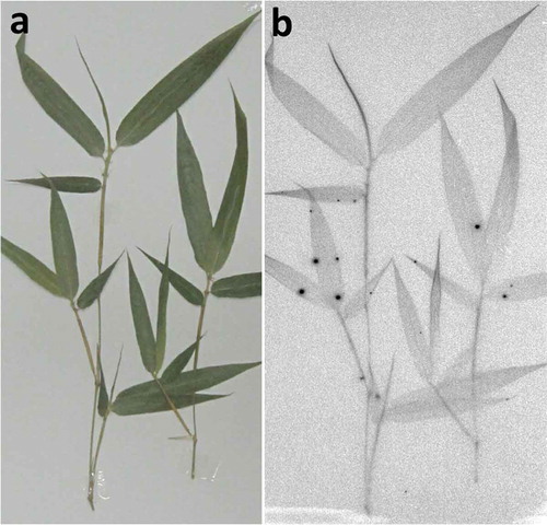 Figure 3 Autoradiograph (b) of newly emerged branched leaves (a) in 2012. Radioactivities of new leaves and new twigs are shown in Table S1.