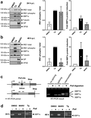 Figure 6. IRE1-dependent signalling during MARV infection. (a, b) HuH7 cells were infected with MARV at a MOI of 1. Cells were lysed at 24 h (a) and 48 h p.i. (b) and subjected to Western blot analysis to detect endogenous IRE1 (total and phosphorylated) and XBP1s proteins as explained in the legend to Figure 3. Total and phosphorylated IRE1 was quantified in each sample, compared to each other and set in relation to Tg-treated samples (set to 1). XBP1s levels were quantified and presented as relative values to DMSO-treated cells (set to 1). The experiments were performed three times. Each circle represents a sample from an individual experiment, data are shown as the means ± SD. (c) Scheme of XBP1-specific mRNAs and RT-PCR results. If there is no IRE1 activity, XBP1u mRNA is not spliced by IRE1; the PstI restriction site is available and the PCR product can be digested. Under conditions of IRE1 activation, XBP1u is spliced; PstI restriction site is lost and the PCR product cannot be digested by the enzyme. Intermediate phenotype: XBP1u is partially spliced; As published by others [Citation39] we detect that XBP1u and XBP1s form a hybrid (XBP1 h, confirmed by sequencing) that is visible in the agarose gel and resistant to digestion. (d) XBP1-specific RT-PCR of RNA derived from HuH7 cells infected with MARV at a MOI of 1 for the indicated times. XBP1 splicing was induced using 5 nM Tg.