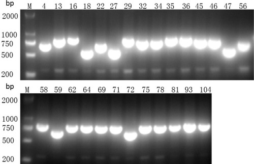 Figure 2 Presence of CRISPR2 gene by PCR. M indicates the DNA marker. The numeric characters represent the sequential number of different K. pneumoniae isolates which carry the CRISPR2 gene.