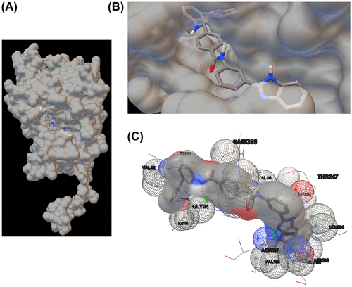 Fig. 2. Docking simulation of NSC61610 binding to the active site of pika LDH-C4.Notes: (A) binding pose of NSC61610 in the active site of pika LDH-C4 subunit; (B) the enlarged active site of pika LDH-C4 bound with NSC61610; (C) interactions of NSC61610 with the active site of pika LDH-C4, hydrogen bonds were shown as little green spheres, non-bonded interactions (close contact atoms) were represented by wireframe spheres.