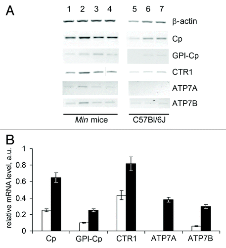 Figure 4. Altered copper transporter gene expression profile in the liver of 70-day-old Min mice. (A) RT-PCR results: negative image of 1% agarose gels stained with EtBr. Lanes 1–4, Min mice; lanes 5–7, C57Bl/6J mice. (B) Semi-quantitative analysis of the gels. White bars, C57Bl/6J mice; black bars, Min mice. Changes are significant at P < 0.0005.
