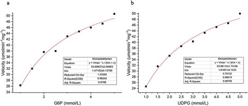 Figure 3. Kinetics analysis of recombinant trehalose-6-phosphate synthase (TPS) reaction rates.