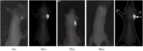 Figure 6 Near-infrared fluorescence images of the small-cell lung cancer HTB-119 subcutaneous tumor model in nude mice (the dashed line shows the best near-infrared fluorescence image, which was obtained 10 minutes after probe injection).