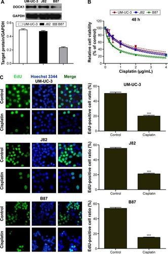 Figure 1 Different cisplatin chemosensitivity in bladder cancer cells.