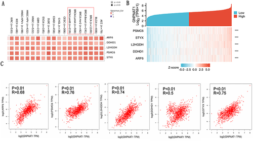 Figure 7 GNPNAT1-related gene enrichment analysis. (A) (B) Heat map about the top 5 GNPNAT1-related gene enrichment. (C) The scatter diagrams about the top 5 GNPNAT1-related gene enrichment. ***p<0.001.