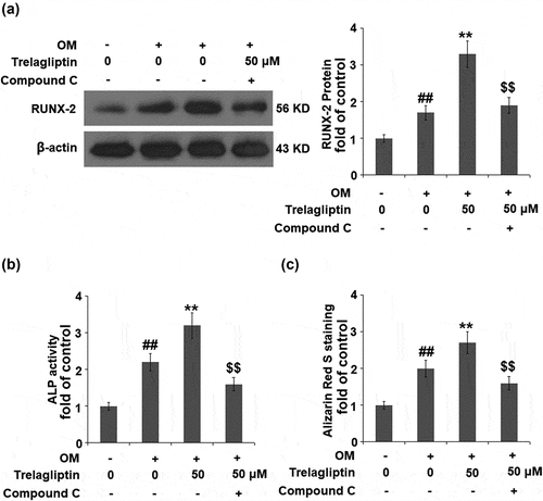 Figure 6. Inhibition of AMPK abolished the effect of Trelagliptin in the expression of Runx2 and MC3T3-E1 cell differentiation. Cells were incubated with OM with or without Trelagliptin (50 μM) or compound C for 14 days. (a). Protein level of RUNX2; (b). ALP activity; (c). Alizarin Red S staining (##, P < 0.01 vs. vehicle group; **, P < 0.01 vs. OM group; $$, P < 0.01 vs. OM+ Trelagliptin group)