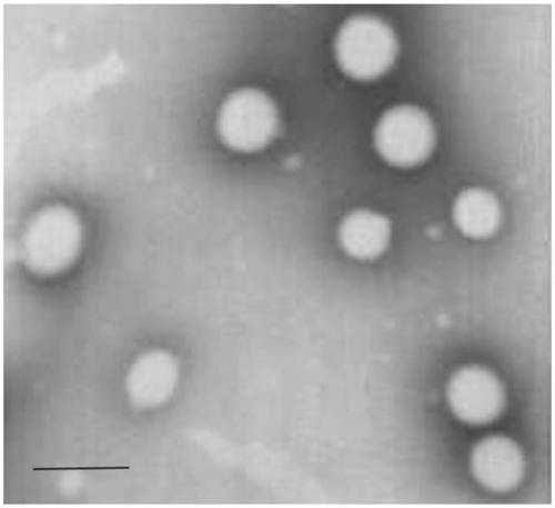 Figure 1 Transmission electron microscopic photograph of docetaxel-loaded lecithin nanoparticles.Note: The scale bar is 500 nm.