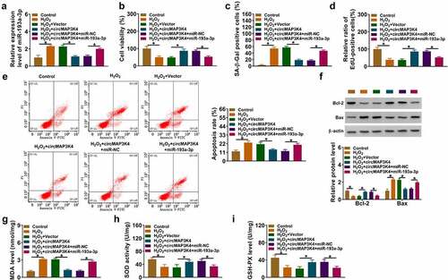 Figure 4. CircMAP3K4 overexpression-mediated protective effects in H2O2-induced SRA01/04 cells by miR-193a-3p. (a–i) SRA01/04 cells were transfected with circMAP3K4 plasmid alone or together with miR-193a-3p mimics followed by 50 µm H2O2 treatment for 24 h. (a) RT-qPCR was conducted to determine the expression of miR-193a-3p in SRA01/04 cells. (b) Cell viability was analyzed by MTT assay. (c) SA-β-Gal staining was performed to assess cell senescence. (d) Cell proliferation ability was assessed by EdU assay. (e) Flow cytometry was conducted to analyze the apoptosis of SRA01/04 cells. (f) the protein levels of Bax and Bcl-2 were determined by western blot assay. (g-i) the level of MDA and the activities of SOD and GSH-PX were assessed using the commercial kits. *P < 0.05.