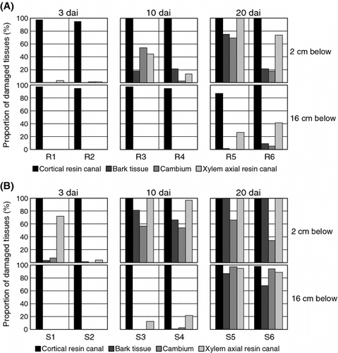 Fig. 2 Percentages of individual tissues damaged by pine wood nematodes in resistant (a) and susceptible (b) P. thunbergii. Data were calculated as the proportion of damaged cortical and xylem axial resin canals, the area of discolored bark, and the circular length of cambial cavities. R1–R6 and S1–S6 indicate individual resistant and susceptible trees, respectively