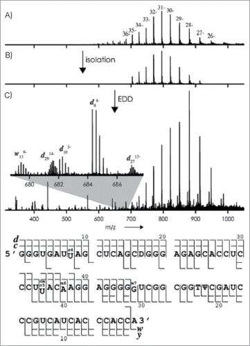Figure 12. (A) ESI mass spectrum of tRNAVal (2 mm) in H2O/CH3OH (1:1) with piperidine (10 mm) and quinuclidine (10 mm); (B) isolation of ions with m/z values between 700 and 920; (C) mass spectrum after exposure of these ions to 28 eV electrons (the inset shows isotopically resolved fragment-ion signals). Bottom: Fragment-ion map illustrating sequence coverage from CAD and EDD of tRNAVal. Figure adapted with permission from ref (Citation86).