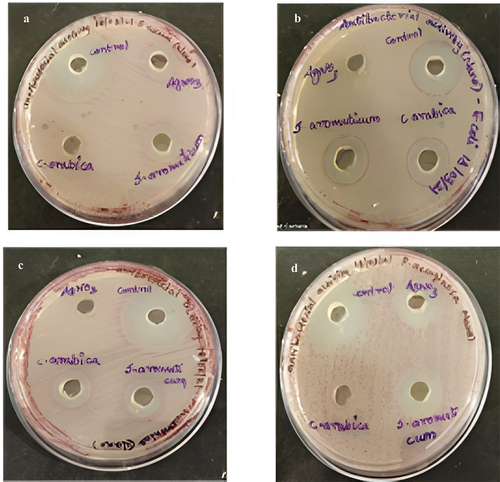 Figure 8. Antibacterial activity of silver nanoparticles.