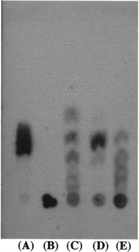 Figure 3 Thin-layer chromatogram of the enzymatic hydrolyzing products of rice starch by pure α-amylase, β‐amylase, and purified amylase from honeydew honey after incubation at pH 5.0 and at 40°C for 1 h. The reaction mixture was developted by butanol, ethanol, and water (5:3:2) and the sugars were detected by sulfuric acid:methanol (1:3) solution and heating at 100°C. (A) maltose; (B) rice starch; (C) pure α-amylase; (D) pure β‐amylase; (E) purified amylase from honeydew honey