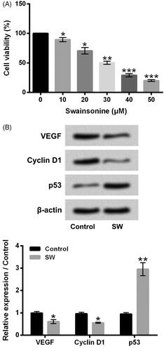 Figure 2. SW inhibited NIH-3T3 cell viability and proliferation. (A) Viability of NIH-3T3 cells after 10, 20, 30, 40 or 50 μM SW exposure was tested. (B) The VEGF, Cyclin D1 and p53 protein levels in NIH-3T3 cells after 30 μM SW exposure were assessed. N = 3. Data were showed as mean ± SD. p-Values were tested by ANOVA. *p ˂ .05; **p ˂ .01; ***p ˂ .001.