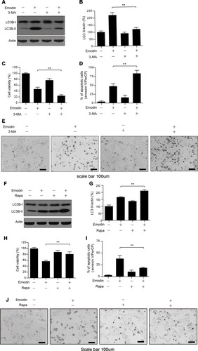 Figure 5 Emodin-induced autophagy played a protective role in L02 cells. (A) Cells were treated with or without emodin (40 µM) in the absence or presence of 3-MA (5 mM) for 24 h. The expression of LC3B-I/II was analysed by Western blot. (B) The intensities of LC3B-II in (A) normalized to actin were statistically analysed and represented as the mean ± SD for 3 independent experiments. **P<0.01. (C) Cell viability in (A) was determined by CCK-8 assay. Data are presented as the means ± SDs for 3 independent experiments. **P<0.01. (D) Cell apoptosis in (A) was detected by flow cytometry using annexin V/PerCP staining. Data are presented as the means ± SDs for 3 independent experiments. (E) Representative photos depicting the morphology of L02 cells treated in (A) Scale bars: 100 μm. (F) Cells were treated with or without emodin (40 µM) in the absence or presence of rapamycin (Rapa; 100 nM) for 24 h. The expression of LC3B-I/II was analysed by Western blot. (G) The intensities of LC3B-II in (F) normalized to actin were statistically analysed and are represented as the mean ± SD for 3 independent experiments. **P<0.01. (H) Cell viability in (F) was determined by CCK-8 assay. Data are presented as the means ± SDs for 3 independent experiments. **P<0.01. (I) Cell apoptosis in (F) was detected by flow cytometry using annexin V/PerCP staining. Data are presented as the means ± SDs for 3 independent experiments. (J) Representative photos depicting the morphology of L02 cells treated in (F). Scale bars: 100 μm.