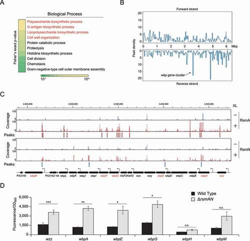 Figure 4. The wbp gene cluster is post-transcriptionally regulated by RsmA/N. (A) DAVID enrichment analysis of RsmA/N peaks. The results of biological process are presented. (B) RsmA/N peak density distribution along the P. aeruginosa chromosome in bins of 2 × 104 basepairs. (C) Read coverage at the wbp gene cluster from RsmA/N CLIP-seq. TSS annotations (black arrows) were derived from a previous study [Citation39]. Vertical axis indicates each read count. RsmA and RsmN-binding peaks with significant enrichment (FDR < 0.05) are indicated as red and blue bars, respectively. The genes shown in red were used for the following translational fusion assay. (D) Super-folder GFP translational fusion assay for the indicated genes between wild type and rsmAN mutant. Welch’s t-test results are indicated: N.S., not significant; *, p-value < 0.05; **, p-value < 0.01; ***, p-value < 0.001. The reported values with the standard error represent the average of three independent experiments