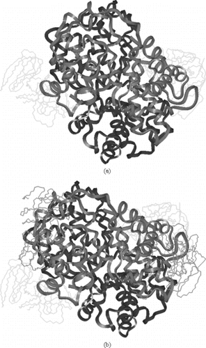 Figure 5 a)Symmetric linkage of 2 5k PEG chains with Hemoglobin at β93; b) Symmetric linkage of 4 5k PEG chains with Hemoglobin at β93 & α111; c) Symmetric linkage of 6 5k PEG chains with Hemoglobin at β93, α111 & α13; d) Symmetric linkage of 8 5k PEG chains with Hemoglobin at β93, α111 α13 & β13 (hydrogen are omitted in c & d for clarity).