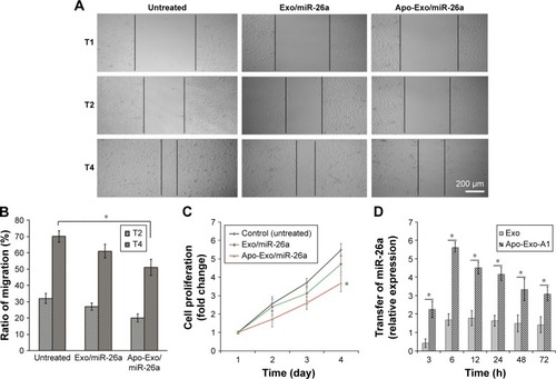 Figure 5 Results of HepG2 cells treated with Apo-Exo/miR-26a in vitro.Notes: (A) Effect of Apo-Exo/miR-26a on HepG2 cells migration. Images were recorded 1, 2, and 4 days after scratching. T1, T2, and T4 represented the first, second, and fourth days. (B) Ratio of migration corresponding to (A). (C) Cell proliferation of HepG2 cells after treatments with different exosome preparations. (D) Relative expression change of miR-26a level in HepG2 cells at different time points (n=3). All data are shown as mean ± SD with significance value *p<0.05.Abbreviation: Apo-Exo, Apo-A1-Exosomes.