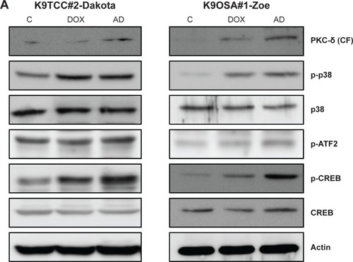Figure 4 AD198 (AD) and DOX activated the PKC-δ pathway in tested K9TCC and K9OSA cell lines.