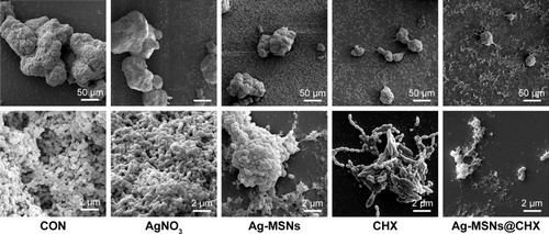 Figure 6 SEM images of an Streptococcus mutans biofilm treated with Ag-MSNs@CHX or an equal amount of Ag-MSNs, free CHX, or AgNO3 for 24 hours.Abbreviations: Ag-MSNs, silver-decorated mesoporous silica nanoparticles; Ag-MSNs@CHX, chlorhexidine-loaded, silver-decorated mesoporous silica nanoparticles; CHX, chlorhexidine; CON, control; SEM, scanning electron microscopy.