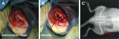 Figure 3 The right femoral condylar insertion model: an implant was inserted into a hole drilled in the intercondylar fossa (A and B); the postoperative X-ray with the sample in the right femoral condyle (C).