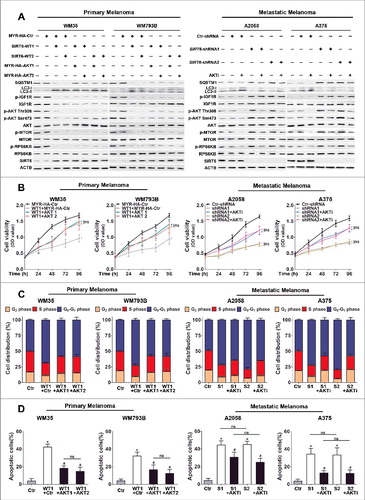 Figure 7. IGF-AKT signaling is involved in the regulation of autophagy by SIRT6 in melanoma. (A) Immunoblotting analysis showing the expression of autophagy markers (LC3 and SQSTM1) and IGF-AKT signaling-related proteins in melanoma cells with SIRT6 overexpression or knockdown as well as the indicated AKT interventions. MYR-HA-AKT1 and MYR-HA-AKT2, MYR-HA-tagged overexpression vectors encoding AKT1; MYR-HA-Ctr, MYR-HA-tagged empty vector; AKTi, AKT inhibitor (0.5 μM). (B) SIRT6-overexpressing primary melanoma cells and SIRT6-silencing metastatic melanoma cells were transfected with AKT overexpression vectors or treated with AKT inhibitor, respectively. After 24 h, cells were reseeded for CCK8 assay. Data at each time point are presented as means ± SD and then successively connected into a growth curve. *, P < 0.05, MYR-HA-Ctr and Ctr-shRNA as control, respectively; #, P < 0.05, SIRT6-WT1, SIRT6-shRNA1 and SIRT6-shRNA2 as control; ns, no significant difference. WT1, SIRT6-WT1; shRNA1 and shRNA2, SIRT6-shRNA1 and SIRT6-shRNA2; AKT1 and AKT2, MYR-HA-AKT1 and MYR-HA-AKT2. (C) Cell cycle distributions were analyzed at 48 h in melanoma cells with different treatments as described in (B). Statistical charts represent 3 individual experiments. Data are presented as means ± SD. MYR-HA-Ctr and Ctr-shRNA, as well as SIRT6-WT1 and SIRT6-shRNA1/2 as control. S1 and S2, SIRT6-shRNA1 and SIRT6-shRNA2; Ctr, MYR-HA-Ctr and Ctr-shRNA respectively; AKTi, AKT inhibitor (0.5 μM). (D) Apoptosis analysis by flow cytometry in melanoma cells with different treatments as described in (B). Statistical charts represent 3 individual experiments. Data are presented as means ± SD. *, P < 0.05, MYR-HA-Ctr and Ctr-shRNA as control respectively; #, P < 0.05, SIRT6-WT1, SIRT6-shRNA1 and SIRT6-shRNA2 as control; ns, no significant difference. For (B and D), Students' t test was used to calculate the P value.