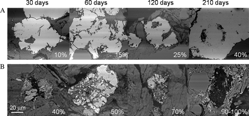 Fig. 5  Comparison of progressive oxidation associated with the two pyrite morphologies associated with the crushed rock (not planar slides) contained within the humidity cell after 210 days. Magnifications as shown. (A) shows the percentage alteration observed with the euhedral forms of pyrite and shows successive dissolution textures culminating in c. 40% removal of the perimeter area of iron sulfide. (B) shows the sequential alteration of the framboidal fine grained pyrite culminating in a 90% to 100% alteration or replacement after 210 days.