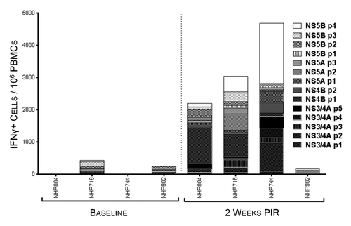 Figure 3. HCV-specific interferon-γ responses detectable in peripheral blood 2 wk following immunization. IFNγ ELIspot assays were performed on NHP PBMCs isolated at baseline and 2 wk post-immunization regimen (PIR) by stimulating cells overnight with antigen-matched overlapping linear peptide pools. HCV-specific IFNγ responses, as spot-forming units (IFNγ+ cells)/million PBMCs, are represented as stacked responses, demonstrating specificity across multiple regions of multiple antigens for individual NHPs.