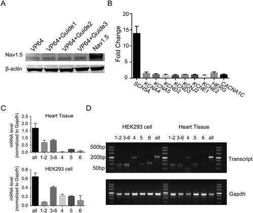 Figure 2. Targeting activation of endogenous SCN5A generates multiple transcript variances. (A) Western blot showing the expression levels of NaV1.5 in HEK293 cells transfected with dCas9-VP64 fusion protein and three gRNAs for 48 h. (B) Quantitative PCR analysis of the mRNA levels of ion channel genes rather than SCN5A. The specificity of SCN5A gRNA is evaluated by the measurement of mRNA expression level of KCNA4, KCNA5, KCND2, KCND3, KCNJ2, KCNE1, KCNE2, KCNJ2, HERG, and CACNA1C in co-transfected HEK293 cells. Data are shown as the mean ± SD (n = 3 independent transfections). *p < .05. (C) The qRT-PCR analysis of human SCN5A transcripts in cardiac tissues, Top. Bottom, the mRNA level of different SCN5A transcript variances in HEK293 cells transfected with Cas9-VP64 and SCN5A-gRNA1. Data are shown as the mean ± SD (n = 3 independent transfections). For *p < .05. (D) Agarose gel electrophoresis of PCR amplicon from different SCN5A transcript variances in human cardiac tissue and HEK293 cells.