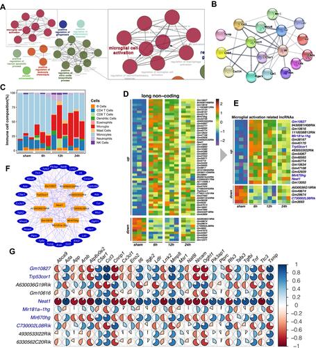 Figure 3 Co-expression analysis screened out lncRNAs related to inflammatory activation. (A) Using the ClueGO plugin from Cytoscape to visualize the network relationship between the GO terms, the enlarged part indicates the pathway related to microglial activation. (B) PPI network shows the hub protein-coding DEGs involved in microglial activation. (C) seq-ImmuCC estimated the relative proportions of immune cell populations in each sample. (D) Heatmap of the top 50 up-regulated and 10 down-regulated differential expression lncRNAs. (E) The 18 up-regulated lncRNAs and 5 down-regulated lncRNAs that had the highest correlation with microglial activation genes were found with co-expression analysis. (F) Co-expression network of mRNAs (outer ring) and lncRNAs (orange), lines between genes represent correlation, red as positive, blue as negative. (G) The pie matrix illustrates the correlation between 10 hub lncRNAs (row name) and 27 activating microglial mRNAs (column name). Each pie color intensity and area represents the proportionality of Pearson correlation coefficients. The scale bar on the right panel indicates the positive (blue) and negative (red) correlations.