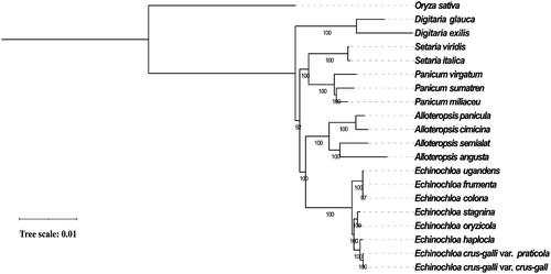 Figure 1. Maximum-likelihood phylogenetic tree of eight Echinochloa species (varieties) based on complete chloroplast genomes (E. ugandensis, NC_036127; E. colona, KT983255; E. frumentacea, KU242342; E. oryzicola, KJ000048; E. stagnina, MF563381; E. crus-galli var. grus-galli, KJ000047; E.crus-galli var. praticola, KR822686; A. angusta, KX752090; A. cimicina, MT950760; A. paniculata, NC_032078; A. semialata, MT950759.1; D. exilis, NC_024176; D. glauca, MK593550; S. italica, KJ001642; S. viridis, NC_028075; P. miliaceum, NC_029732; P. sumatrense, NC_032378; P.virgatum, NC_015990) with O. sativa as an outgroup (NC_031333). Bootstrap support value from 1000 replicates is shown on each node.