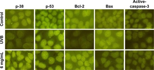 Figure 12 The expressions of p-38, p-53, Bcl-2, Bax, and active-caspase-3 indicated by immunofluorescence staining of Saussurea tridactyla Sch. Bip.-derived flavones.