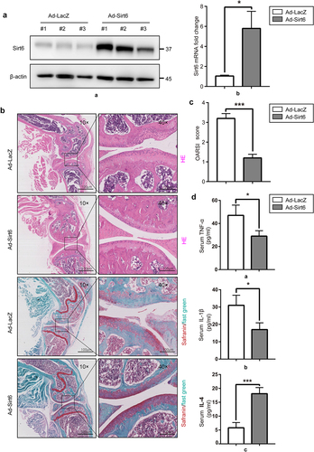 Figure 5. Sirt6 overexpression alleviates osteoarthritis and inhibits inflammation in mice. (a). The protein and mRNA levels of Sirt6 in synovial tissue samples from the knee joint in Ad-LacZ + OA and Ad-Sirt6 + OA mice were examined by immunoblot and qPCR, respectively (*P < 0.05, n = 5). (b). H&E and safranin O staining of the knee joint in the Ad-LacZ + OA and Ad-Sirt6 + OA groups at 8 weeks post-operation (magnification, ×100 or ×400; scale bar, 100 μm). (c). Cartilage OARIS scores. The data in the figure are mean ± SD. ***P < 0.01 by Student’s t-test (n = 5). (d) ELISA was performed to detect serum TNF-α, IL-1 β and IL-4 in mice. *P < 0.05, ***P < 0.01 by Student’s t-test (n = 5).