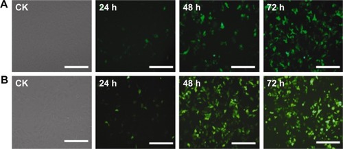 Figure 4 GFP expression in transfected HepG2 cells.Notes: CK: untransfected cells; 24, 48, and 72 h represent different time points post-transfection. Cells transfected GFP with PEI/QDs (A); Cells transfected GFP with Lipo2000 (B). Scale bar =100 μm.Abbreviations: GFP, green fluorescent protein; PEI, polyethyleneimine; QD, quantum dot.