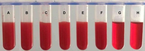 Figure 6 Rabbit red blood cells incubated with different concentrations of PFB-rLips, normal saline and distilled water at 37°C for 1 h. Tube (A,B) normal saline (negative control); tube (C, D) formulations of 500 μg/mL; tube (E, F) formulations of 1000 μg/mL; tube (G, H) distilled water (positive control).
