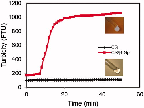 Figure 1. Turbidity changes by time for chitosan solutions incubated at 37 °C in the absence of β-Gp (diamonds) and in the presence of β-Gp (squares).