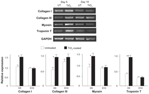 Figure 8 Expression of muscle cell-related genes at days 5 and 10 of culture on the microroughened titanium surfaces with and without 15 minutes of TiO2 coating assessed using reverse transcriptase-polymerase chain reaction. Representative electrophoresis images are shown on top.Notes: Data are the mean ± standard deviation (n = 3). *P < 0.05, statistically significant difference between the two substrates.Abbreviation: UT, untreated surface.