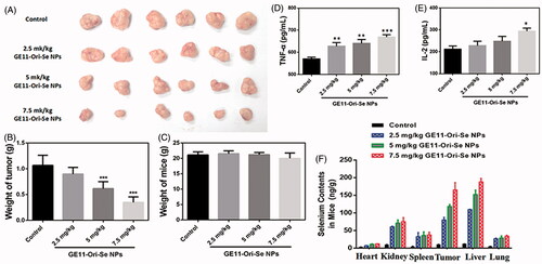 Figure 9. In vivo anticancer activity of GE11-Ori-Se NPs in xenograft KYSE-150 cancer nude mice. (A) Images of the tumor from control and GE11-Ori-Se NPs treated xenograft KYSE-150 cancer nude mice. (B) Effects of GE11-Ori-Se NPs on tumor weight, n = 6, ***p < .001. (C) Body weight of xenograft KYSE-150 cancer nude mice treated by GE11-Ori-Se NPs, n = 6. The data was obtained at the last day of experiment before the sacrifice of mice. Effects of GE11-Ori-Se NPs on the serum (D) TNF-α and (E) IL-2 level in xenograft KYSE-150 cancer nude mice, n = 3, *p < .05, **p < .01, ***p < .001. (F) Quantitative analysis of Se contents in different organs in control and GE11-Ori-Se NPs treated mice, n = 3.