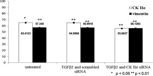 Figure 3. CK2 activity (%) and Vimentin expression (%).