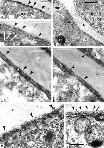Figure 2. Early tetrad stages in Chamaedorea microspadix microspores. A. Dark-contrasted lipoid globules appear on the cell surface (arrowheads), which we interpret as spherical micelles. B. A layer of the glycocalyx (g) appears on the plasma membrane as a result of activity of many Golgi stacks (gs) in the cortical microspore cytoplasm. C. The glycocalyx consists of spherical and close-to-spherical elements (= spherical micelles, arrowheads) and of ribbon-like striped structures (worm-like micelles, white arrows). D, E. Later, the glycocalyx layer (g) looks as if it is comprised of spherical units with a dark core and light halo (spherical micelles, arrowheads). F. Some of these roundish units (spherical micelles) become arranged into radially oriented columns (transition to cylindrical micelles, arrowheads); many Golgi vesicles (gv) are recognisable in the peripheral cytoplasm. G. At this next ontogenetic step, radially oriented rod-like units are well pronounced inside the glycocalyx (cylindrical micelles, arrowheads) together with small chains of vesicles alike strings of beads (strings, a transitional form of micelles, arrows). Legend to all figures: c – callose, dm – double-membrane organelle with inclusion, er – endoplasmic reticulum, g – glycocalyx (layer), mc – microspore cytoplasm, n – nucleus, nu – nucleolus, pl – plasma membrane. Scale bars – 0.3 μm (A), 1.0 μm (B), 0.25 μm (C–G).