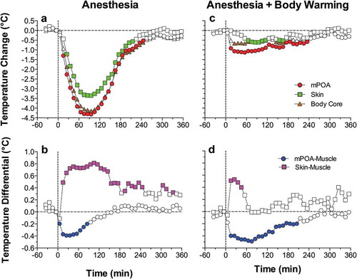 Figure 11. Mean changes in brain (mPOA), skin, and body core temperature and temperature differentials during general anesthesia induced by sodium pentobarbital without and with body warming. Vertical hatched line = the moment of ip drug injection. Filled symbols show values significantly different from baseline (ANOVA followed by Fisher test p < 0.05). Data were replotted from reference [Citation119].