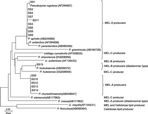 Fig. 5. Molecular phylogenetic tree of isolated yeast strains and the genera Pseudozyma and Ustilago.Notes: DDBJ/GenBank/EMBL accession numbers are indicated in parentheses. Knuc, Kimura’s parameter.