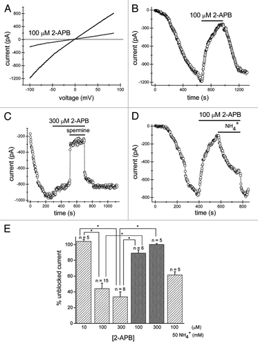 Figure 1. The extent of inhibition of TRPM7 channels by extracellular 2-APB depends on cytosolic pH buffering. Jurkat T cells were dialyzed with Mg2+-free internal solution containing 1 mM HEPES which led to activation of TRPM7 channels. (A) Monovalent TRPM7 current-voltage relations obtained from voltage ramps in the absence and presence of 100 µM 2-APB (100th voltage ramp after drug application). Reduction in current magnitude is voltage-independent. (B) Time course of development and inhibition of TRPM7 current in the same cell as in (A). Zero indicates the time of break-in. 2-APB was applied after ~10 min of dialysis with the Mg2+-free pipette solution containing 1 mM HEPES. Symbols correspond to measurements of TRPM7 current amplitude taken at -100 mV every 2.5 sec. 2-APB induced a slow reduction in current magnitude which was almost fully reversed upon washout of the compound. (C) Time course of TRPM7 current development with Mg2+-free internal solution containing 140 mM HEPES. 300 µM 2-APB was applied for the duration indicated by horizontal bar on top, followed by addition of TRPM7 channel blocker spermine (10 µM) in presence of 2-APB. Note that in this cell TRPM7 current was pre-activated at break-in.Citation26 (D) Inhibition of TRPM7 channels by 100 µM 2-APB is relieved by ammonium. 100 µM 2-APB was applied as indicated by the horizontal bar and elicited pronounced inhibition of TRPM7 current. Subsequent perfusion of 100 µM 2-APB + 50 mM NH4Cl resulted in recovery from inhibition. (E) Summary of experiments similar to those shown in (A–D) from multiple cells. Percent inhibition was calculated by dividing the current amplitude measured at ramp number 100 after the start of 2-APB application by the current amplitude measured immediately before. Each of bars in light colorshows the extent of current inhibition with 1 mM HEPES in the pipette and the indicated extracellular concentration of 2-APB and NH4+. Inclusion of 140 mM HEPES in the recording pipette (dark gray bars) prevented significant reductions of TRPM7 current amplitude. Numbers above the bars indicate the number of cells tested. Cells exposed to spermine were not included in the analysis. For cells treated with 2-APB+NH4+, the current amplitude at 70th ramp after NH4+ application was divided by current amplitude measured immediately before 2-APB application. Data represent mean ± SEM. Relevant significantly different pairs are shown by asterisk. *p < 0.001.