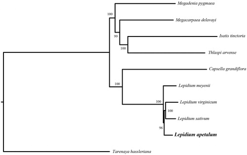 Figure 1. Phylogenetic relationships of Brassicaceae species using whole chloroplast genome. GenBank accession numbers: Capsella grandiflora (NC_028517), Isatis tinctoria (NC_028415), Lepidium apetalum (MT588298), Lepidium meyenii (MT430983), Lepidium sativum (NC_047178), Lepidium virginicum (AP009374), Megadenia pygmaea (NC_034357), Megacarpaea delavayi (KX886349), Thlaspi arvense (NC_034362), and Tarenaya hassleriana (KX886354).